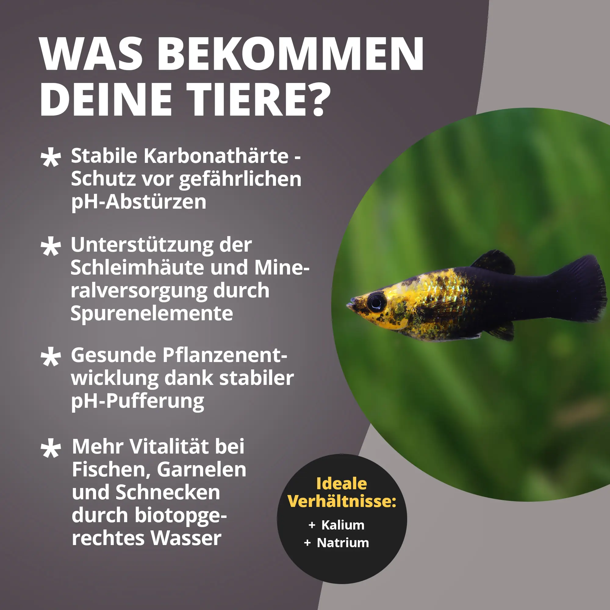 Gelb-schwarzer Aquarienfisch mit Text zu Wasserqualität
