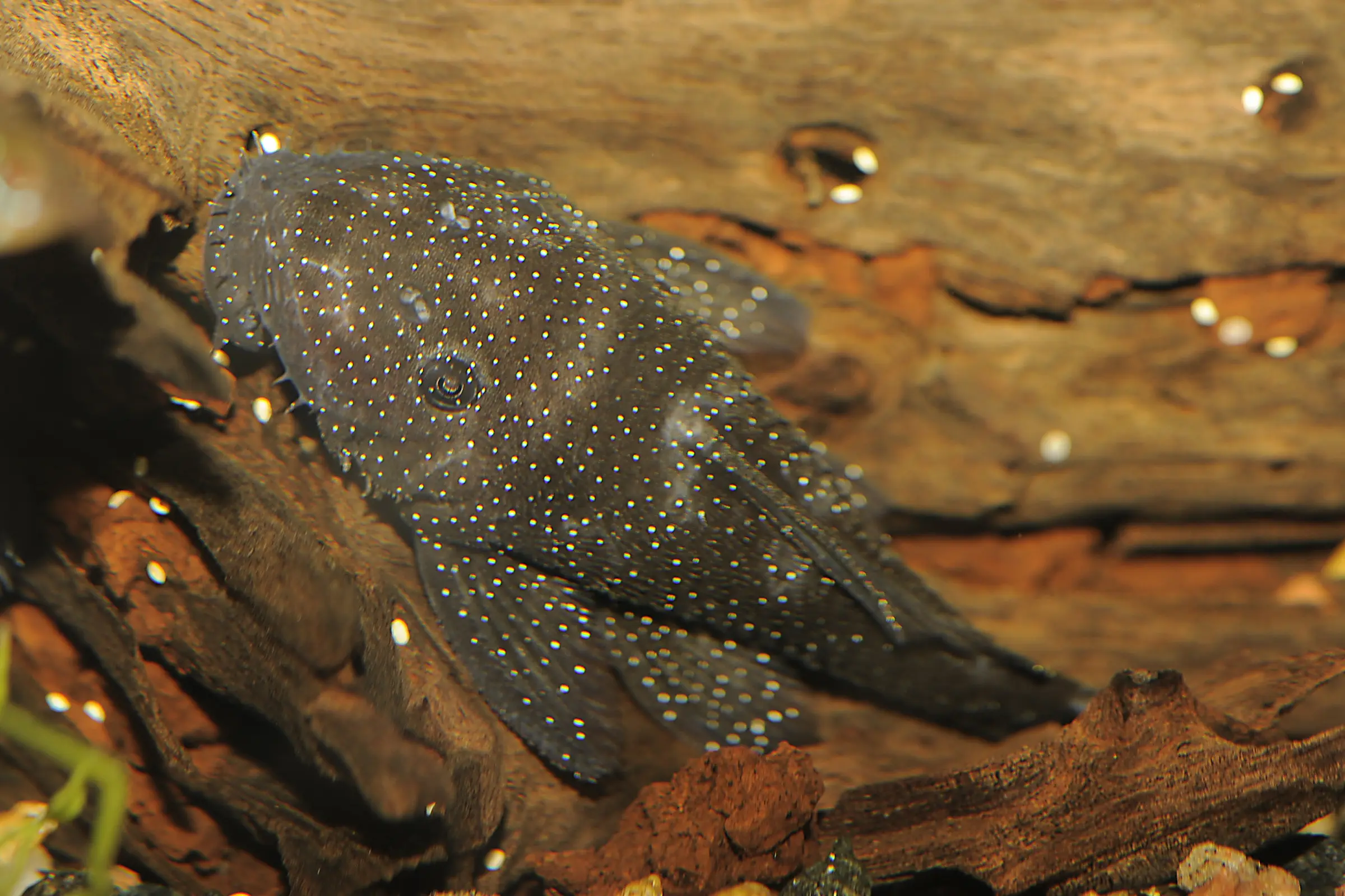 Pimental-Antennenwels, L213, Ancistrus sp.