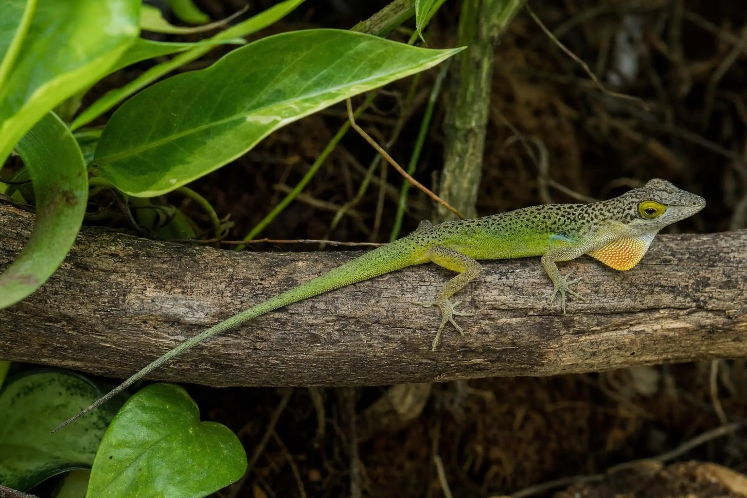 Leach-Anolis aus deutscher Nachzucht, Anolis leachii