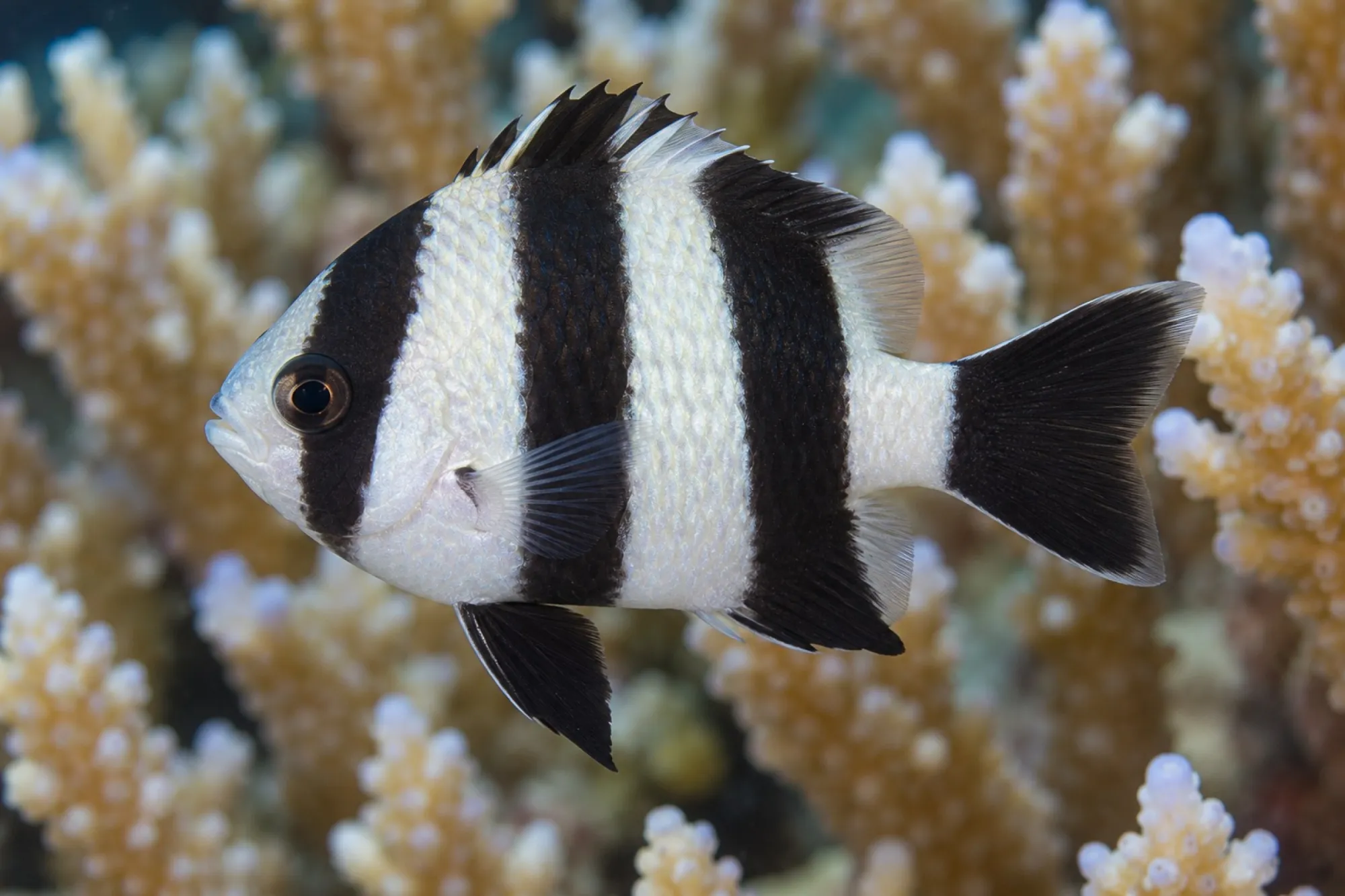 Vierbinden Preußenfisch, Dascyllus melanurus