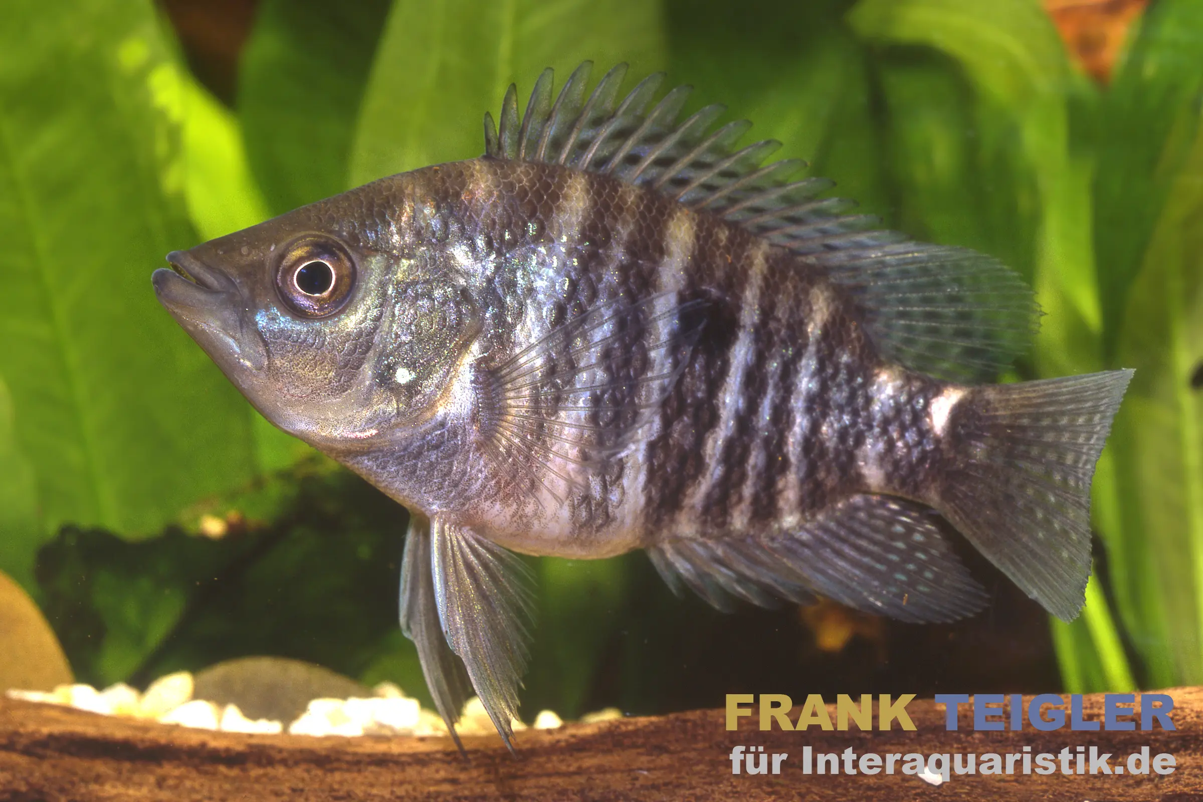 Krauss-Buntbarsch, Caquetaia kraussii, DNZ, 5-7 cm