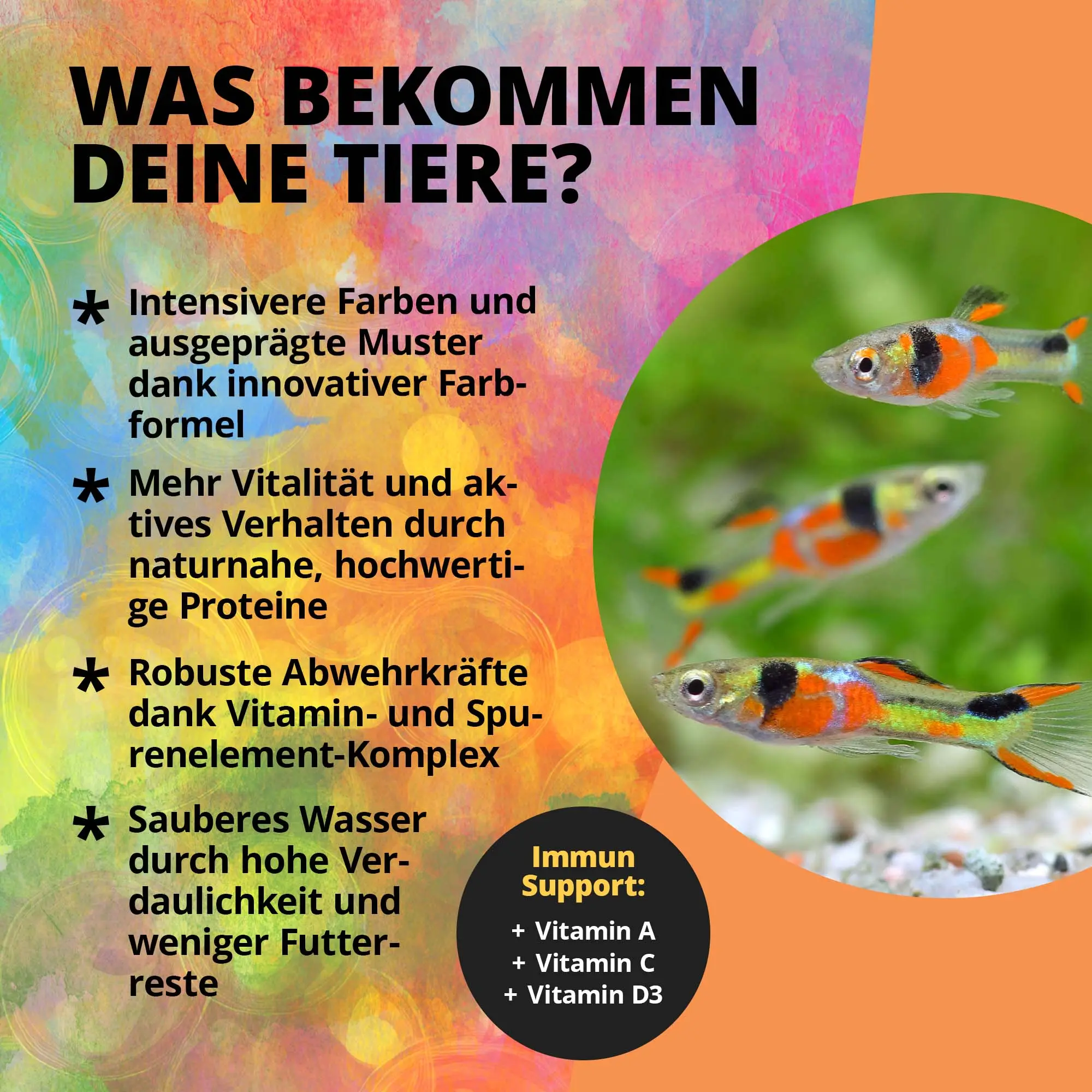 Guppys im Aquarium mit Produktinfo zu Farbe & Gesundheit