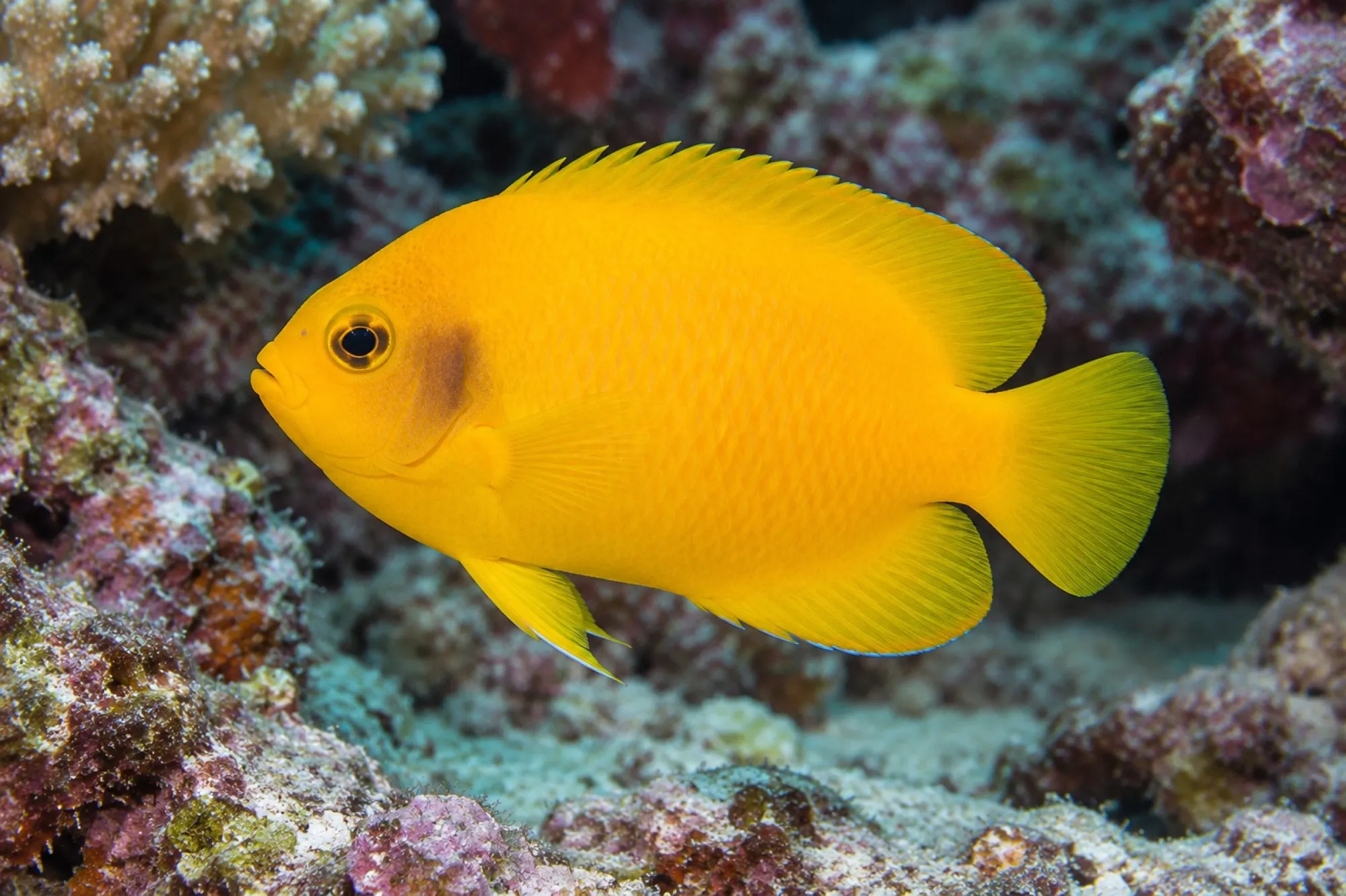 Heralds Zwergkaiserfisch, Centropyge heraldi