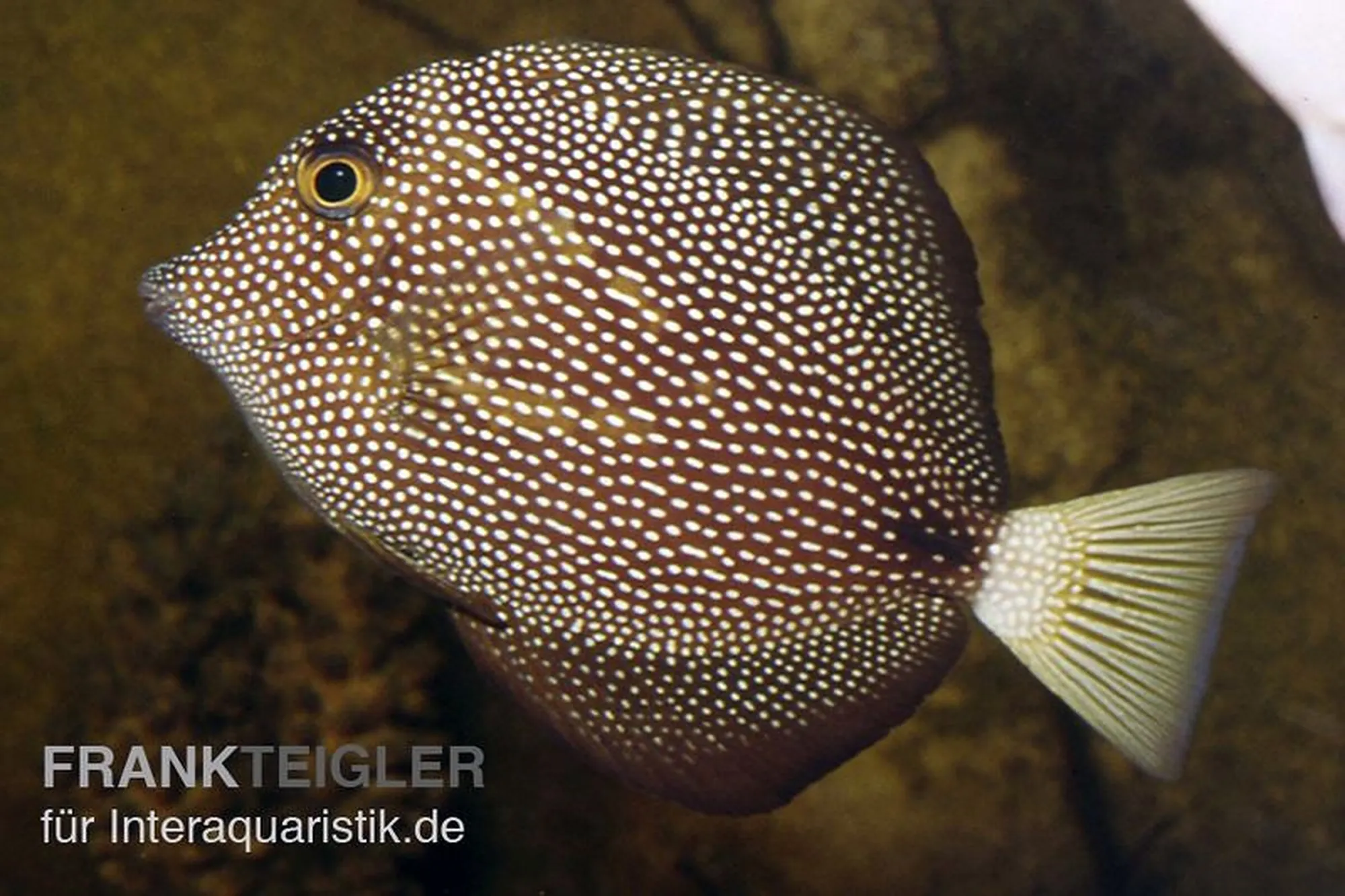Mauritius-Segelflossendoktor, Zebrasoma gemmatum