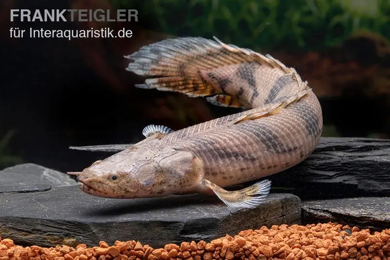 Endlichers Flösselhecht, Polypterus endlicherii