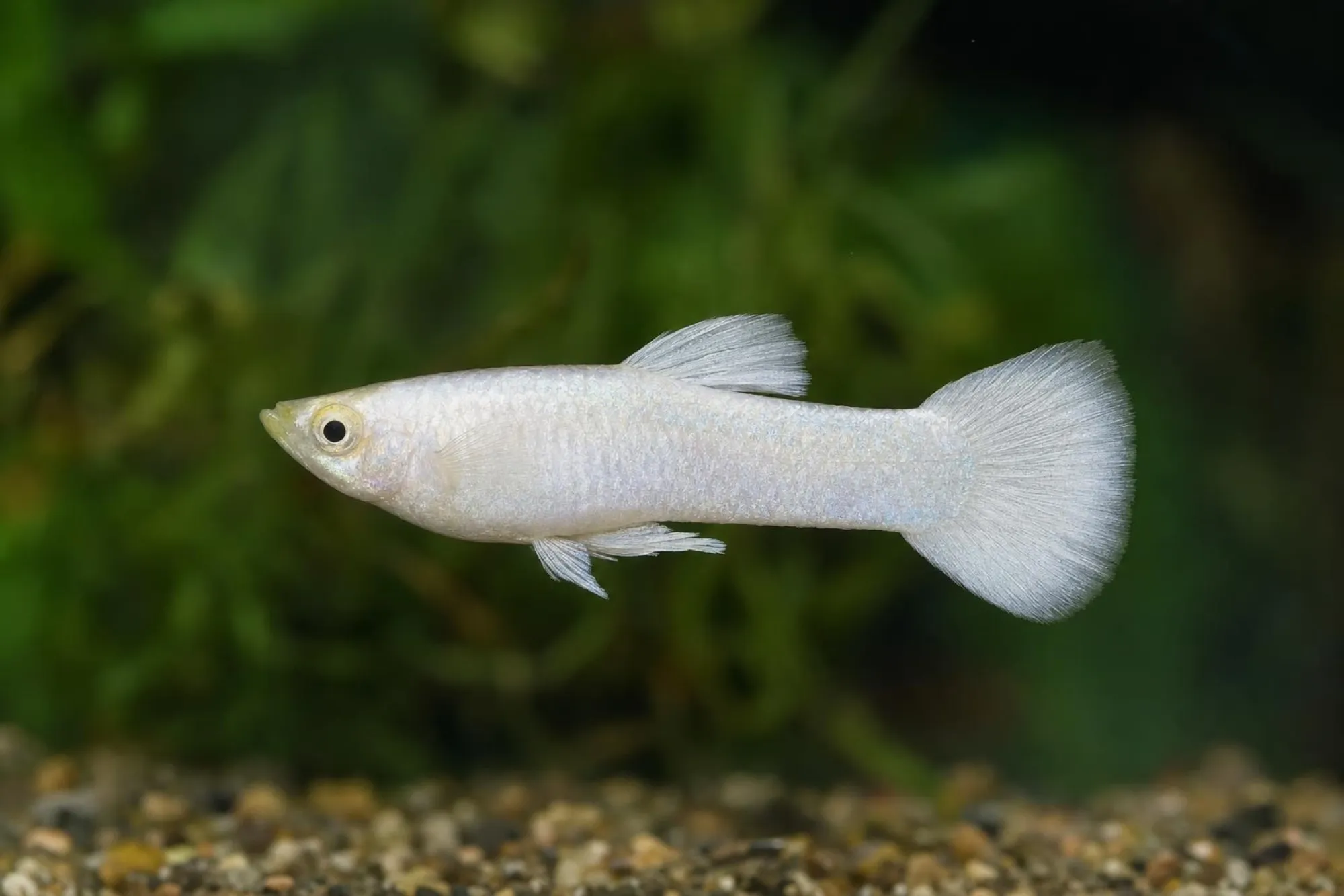 Snow-White-Guppy, Männchen, Poecilia reticulata