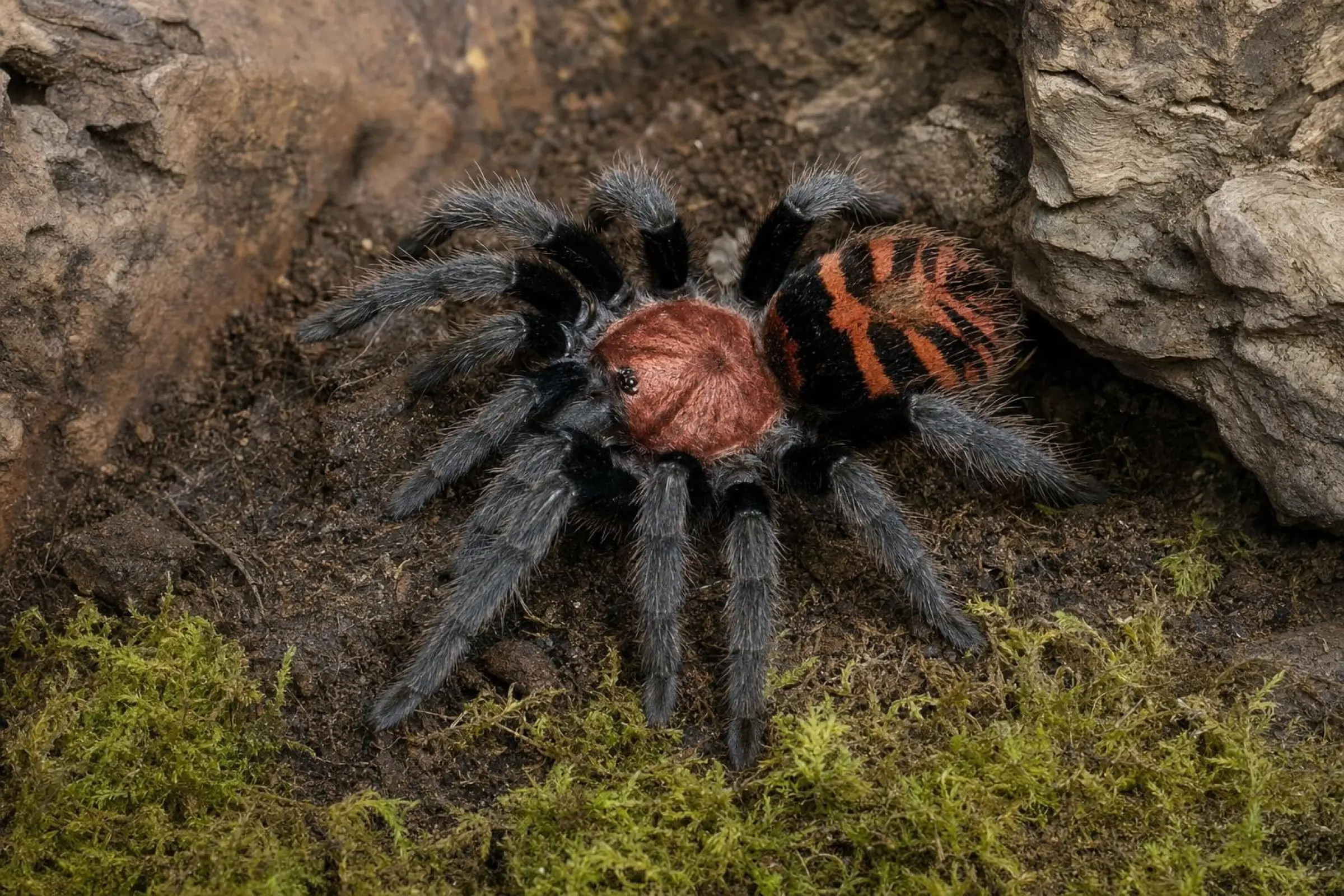 Guatemala-Rotstreifenvogelspinne, Davus pentaloris