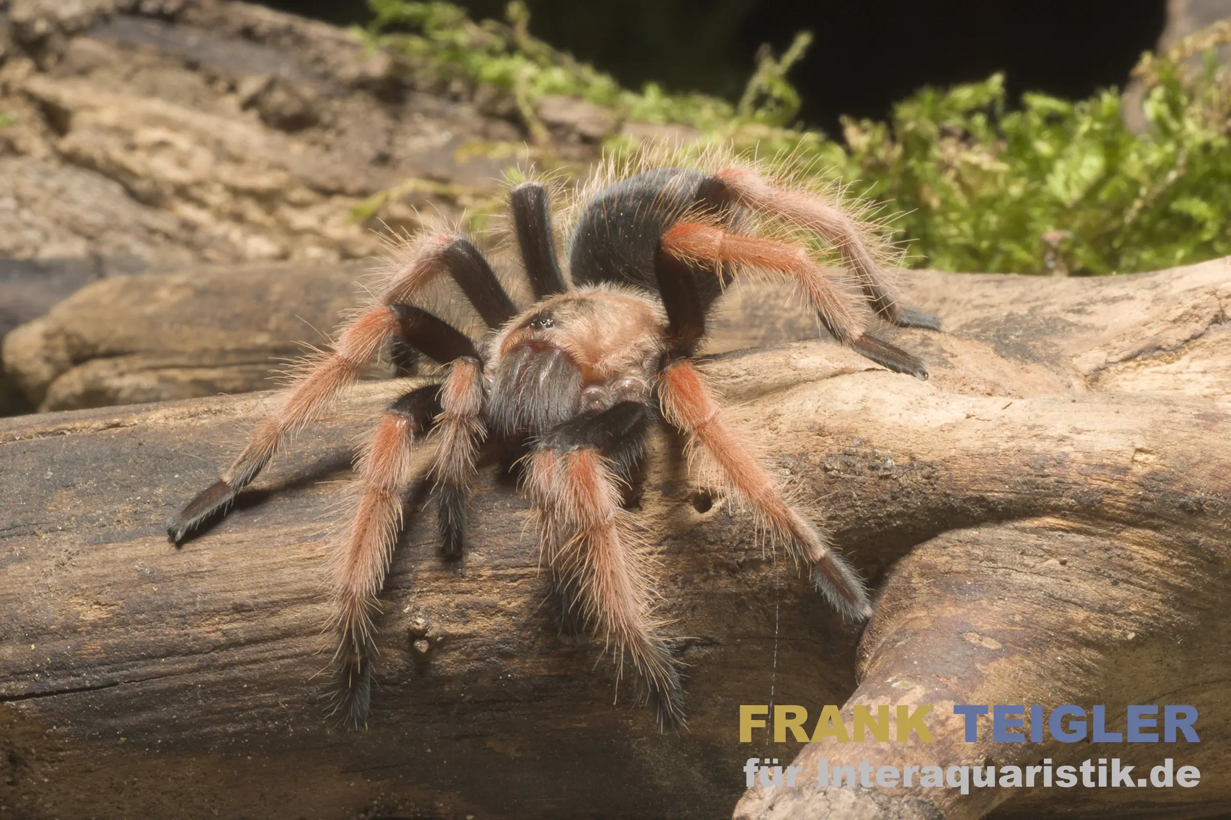 Mexikanische Feuerbein-Vogelspinne, Brachypelma boehmei
