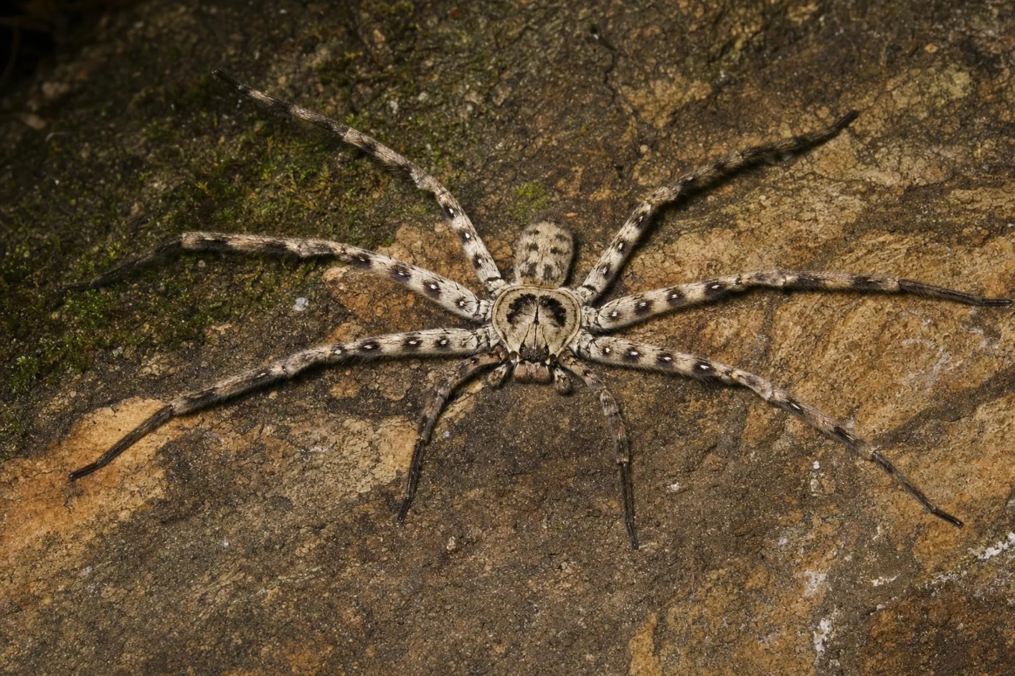 Lunula-Riesenkrabbenspinne, Heteropoda lunula