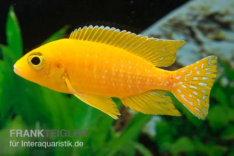 Aulonocara spec. Safran, 6-8 cm DNZ