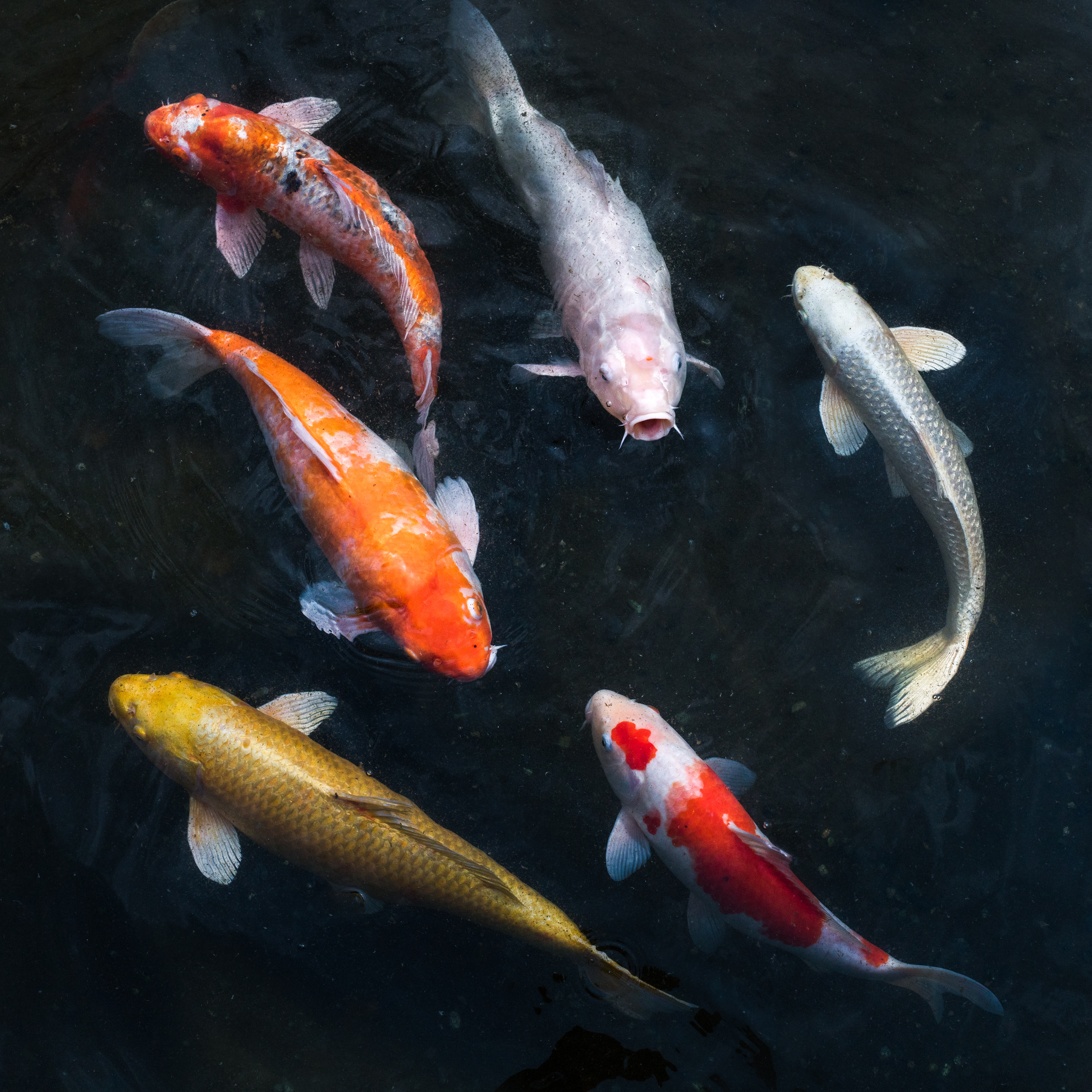 Vielzahl verschiedener Koi-Varietäten wie Ogon, Showa und Sanke im klaren Teichwasser