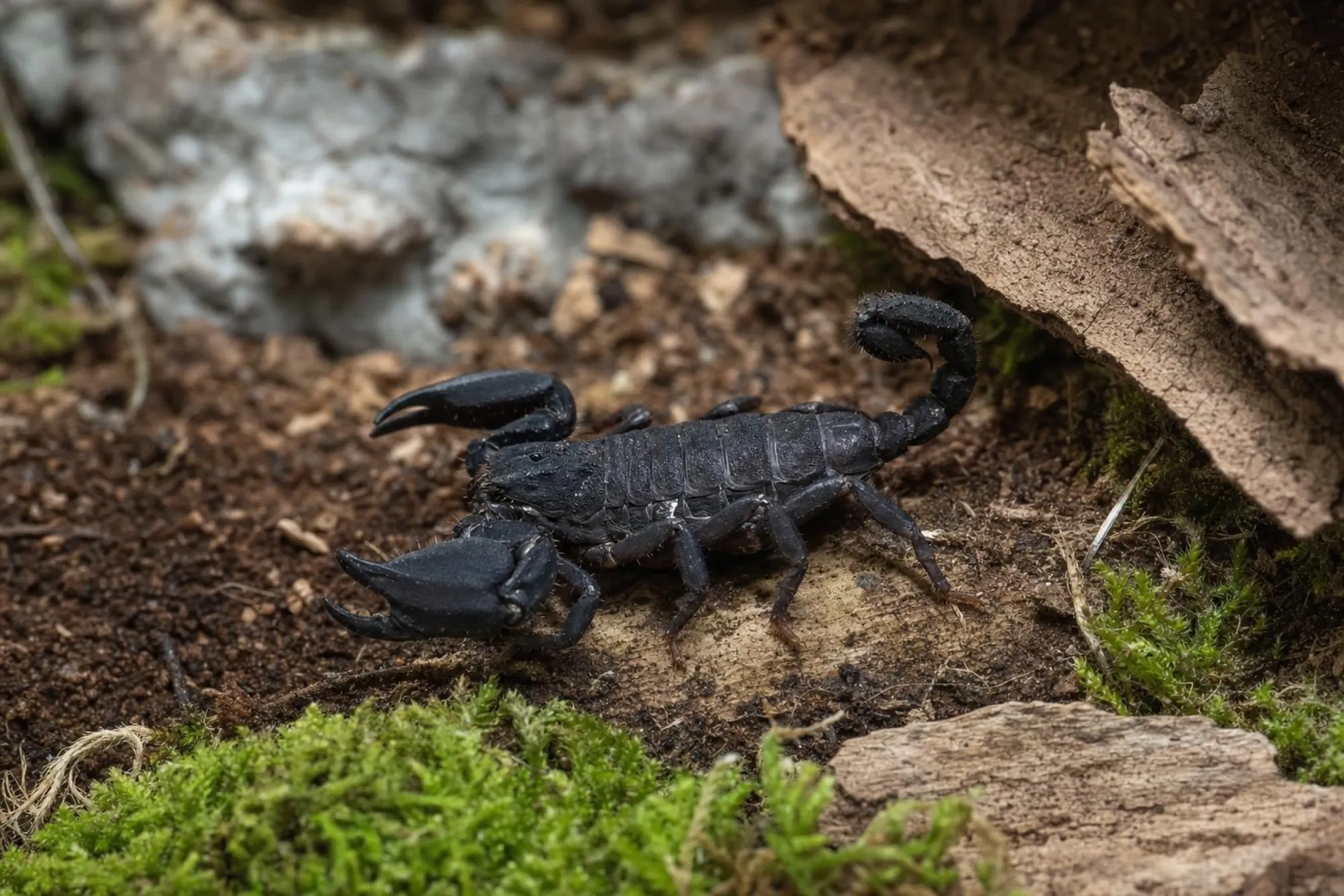 Java-Zwergskorpion, Chaerilus variegatus