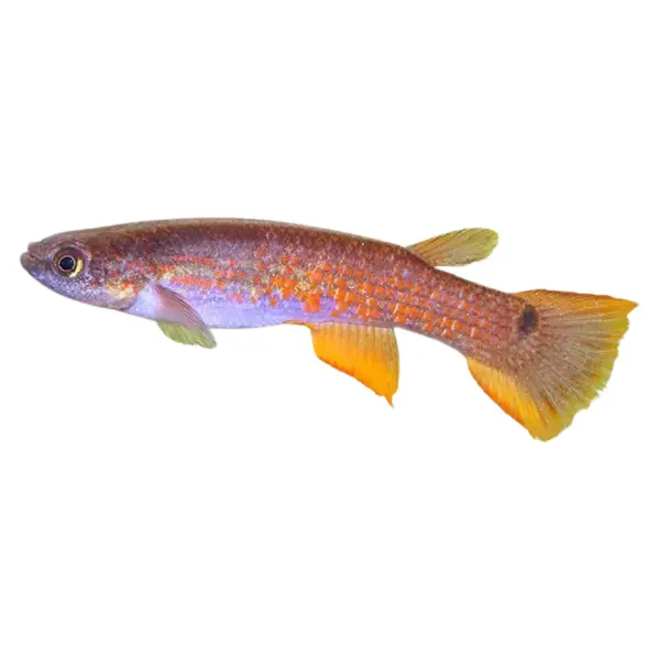 Killifische