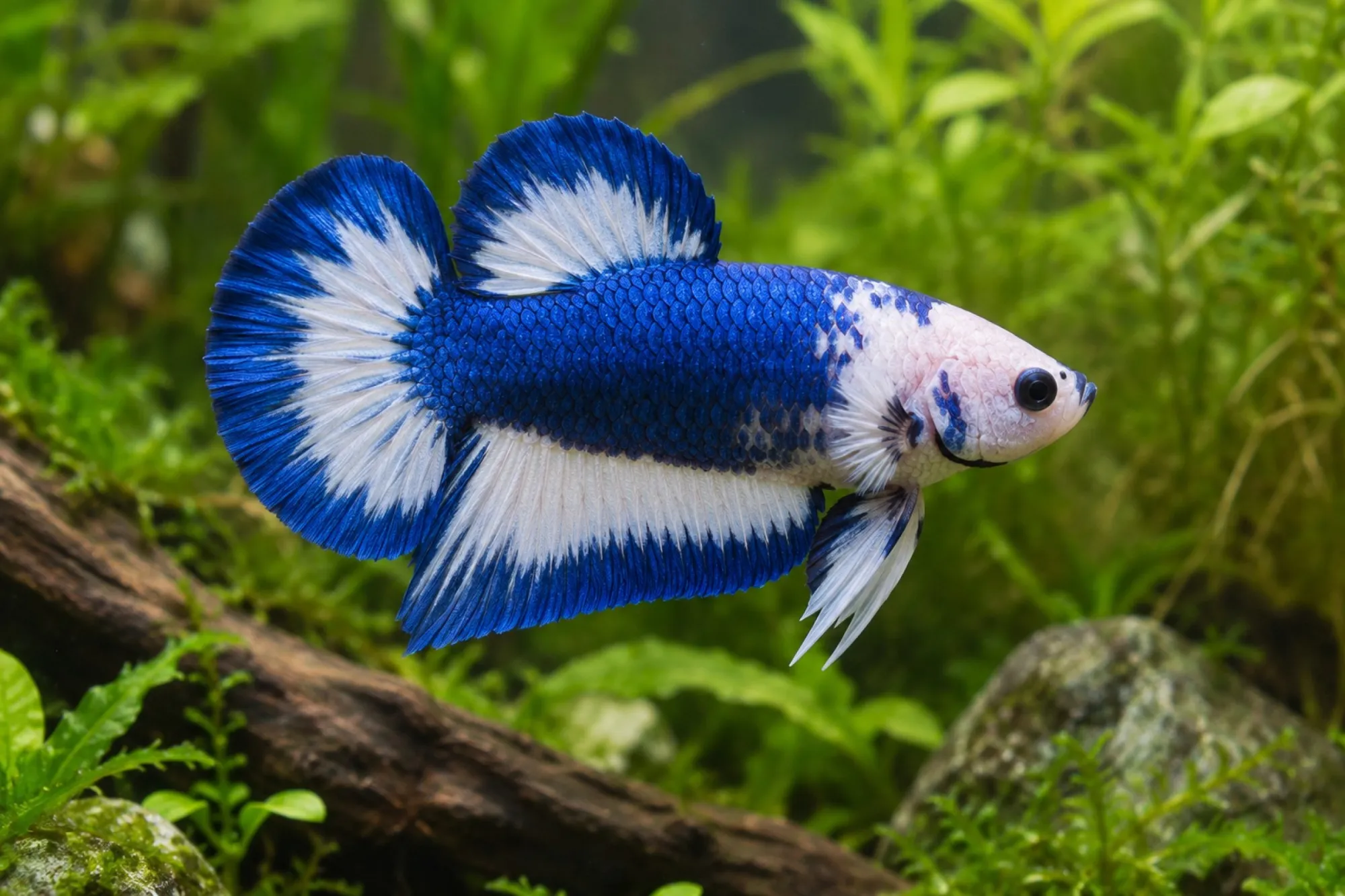 Plakat-Butterfly-Kampffisch, Männchen, Betta splendens
