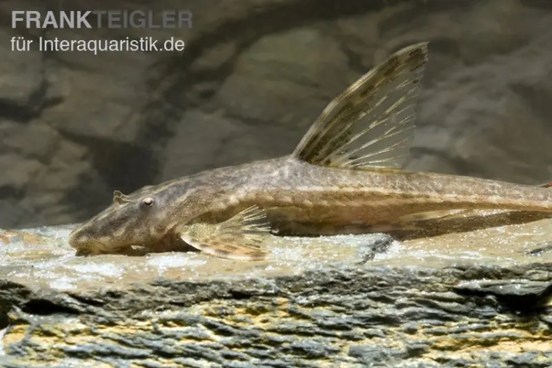 Lanzenharnischwels, Rineloricaria lanceolata, ca. 5,0-6,0 cm