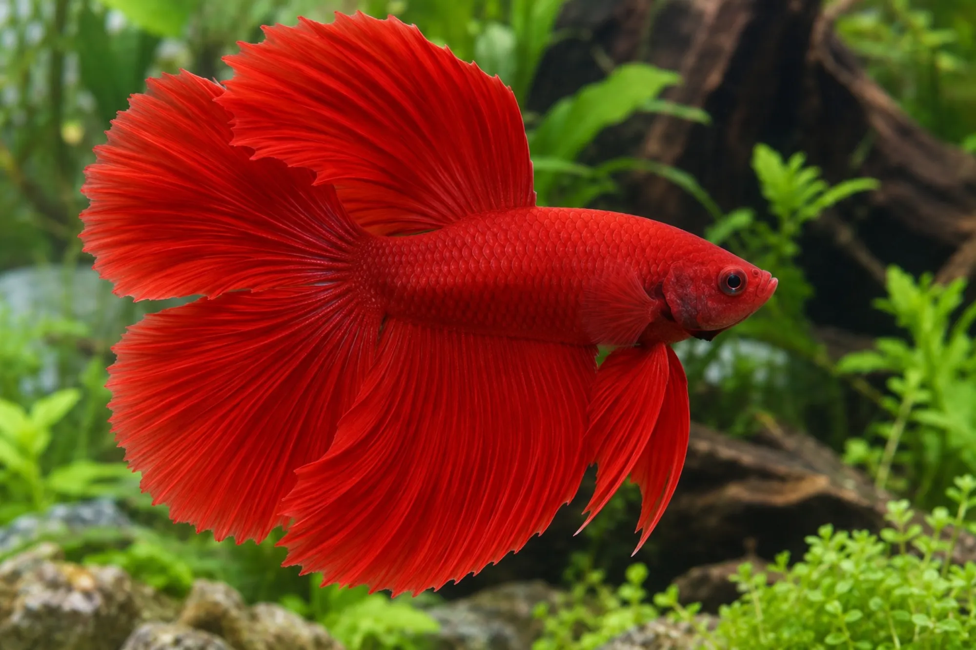 Halfmoon-Doubletail-Kampffisch „Super Red“, Männchen, Betta splendens