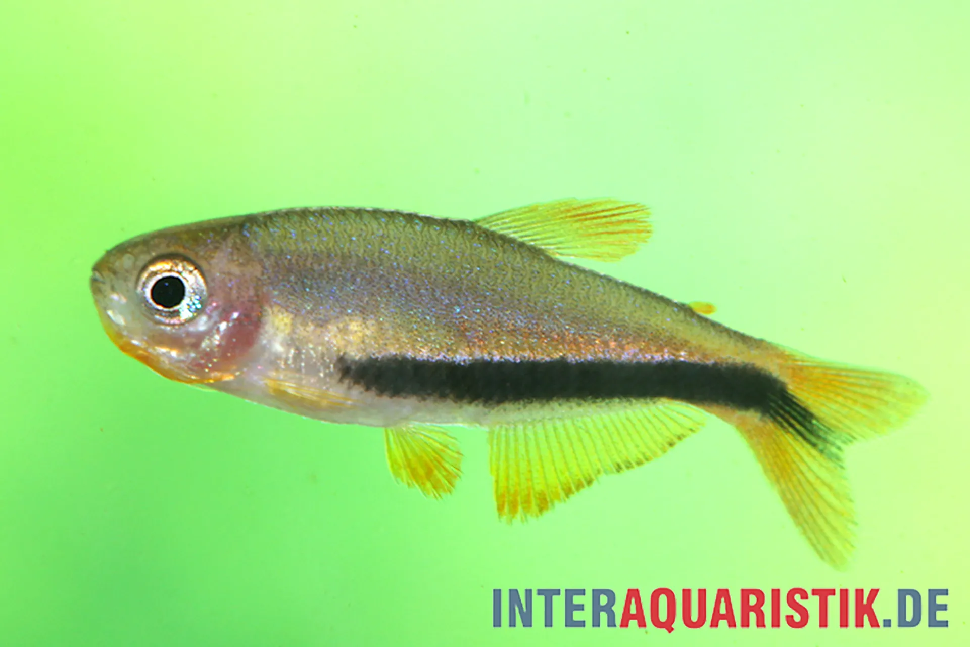 Seitliche Aufnahme eines kleinen Aquarium-Zierfischs mit deutlichem schwarzen Längsstreifen, gelblichen Flossen und schillernden Schuppen vor grünem Hintergrund (Wasserzeichen: interaquaristik.business)