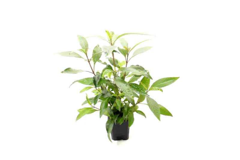 Zweigestreifter Wasserfreund, Hygrophila corymbosa, XXL Mutterpflanze