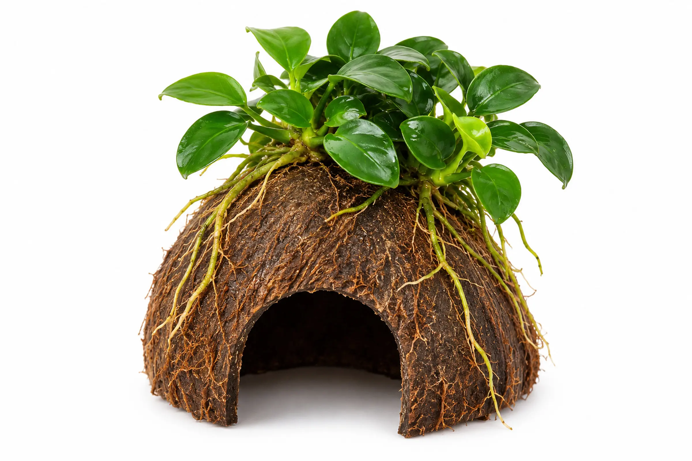 Dennerle Nano Cave, Anubias nana "Bonsai", auf Kokosnusshälfte