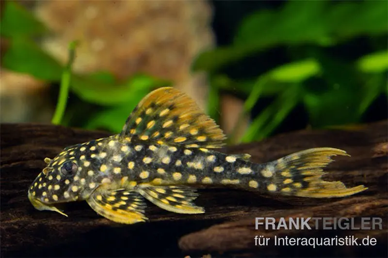 L14-Sonnenwels, Scobiancistrus aureatus, ca. 4,0-6,0 cm