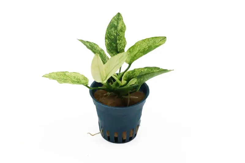 Geschecktes Zwergspeerblatt, Anubias barteri var. nana "Pinto", im Topf