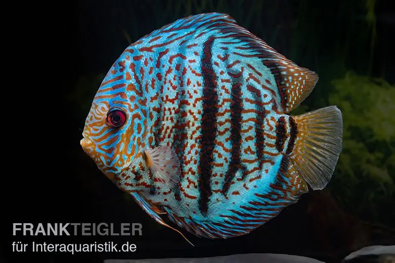Diskusfisch ASIA-NZ, Symphysodon discus Red spotted green