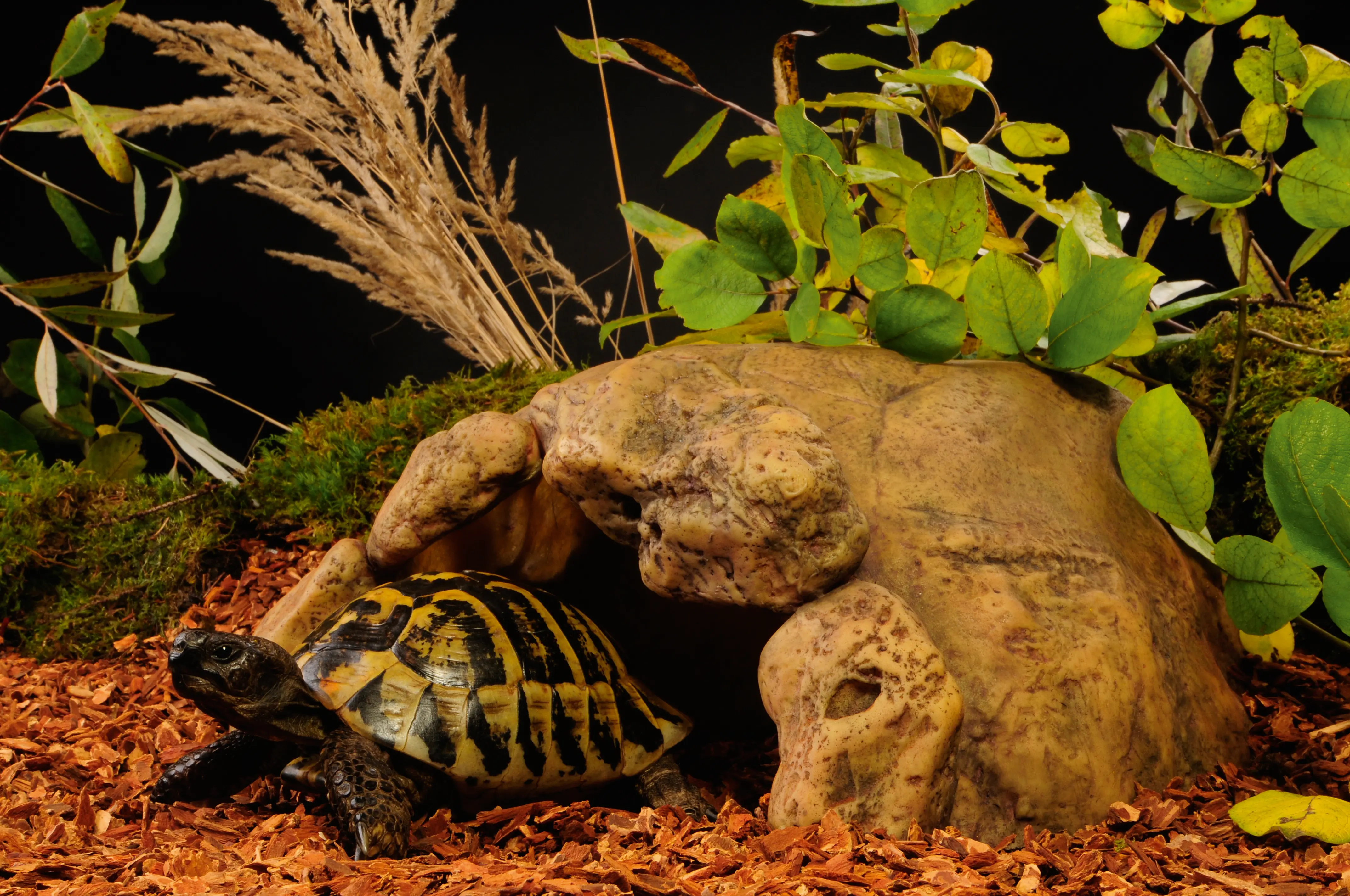 Exo Terra Landschildkröten Höhle