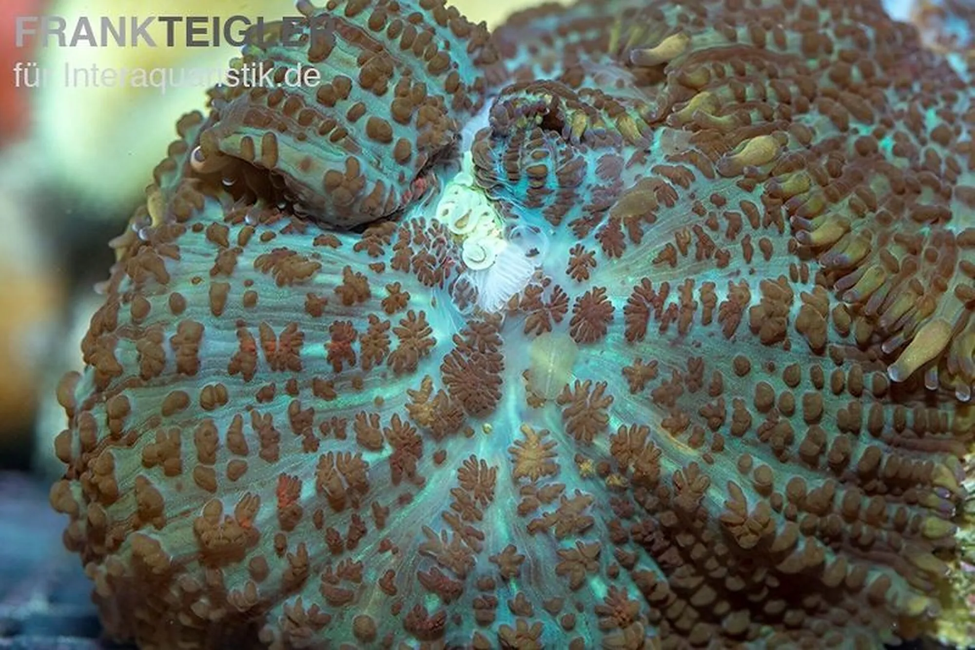 Scheibenanemone „Toxic Green“ (Nachzucht), Rhodactis spec., 1 Polyp