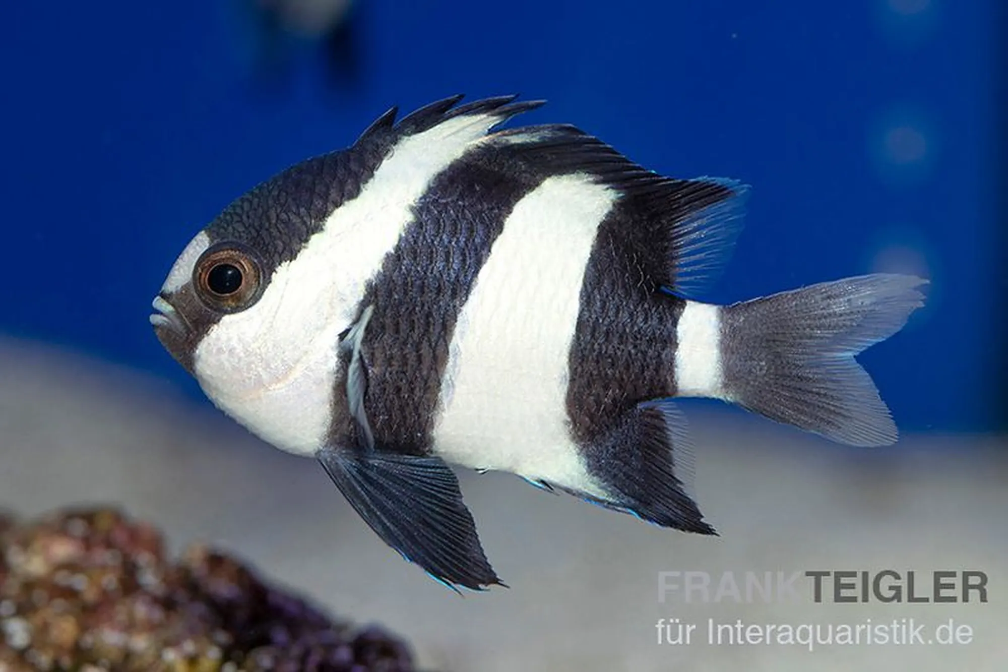 Dreibinden-Preußenfisch, Dascyllus aruanus