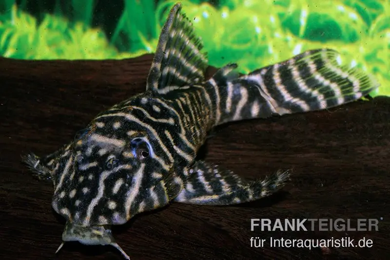 Kolumbianischer Zebrawels L129, Hypancistrus debilittera, ca. 4,0-6,0 cm