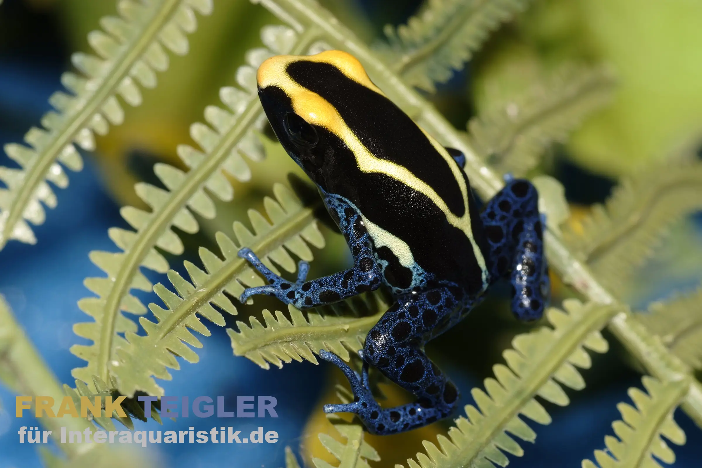 Färberfrosch Cobalt, Dendrobates tinctorius