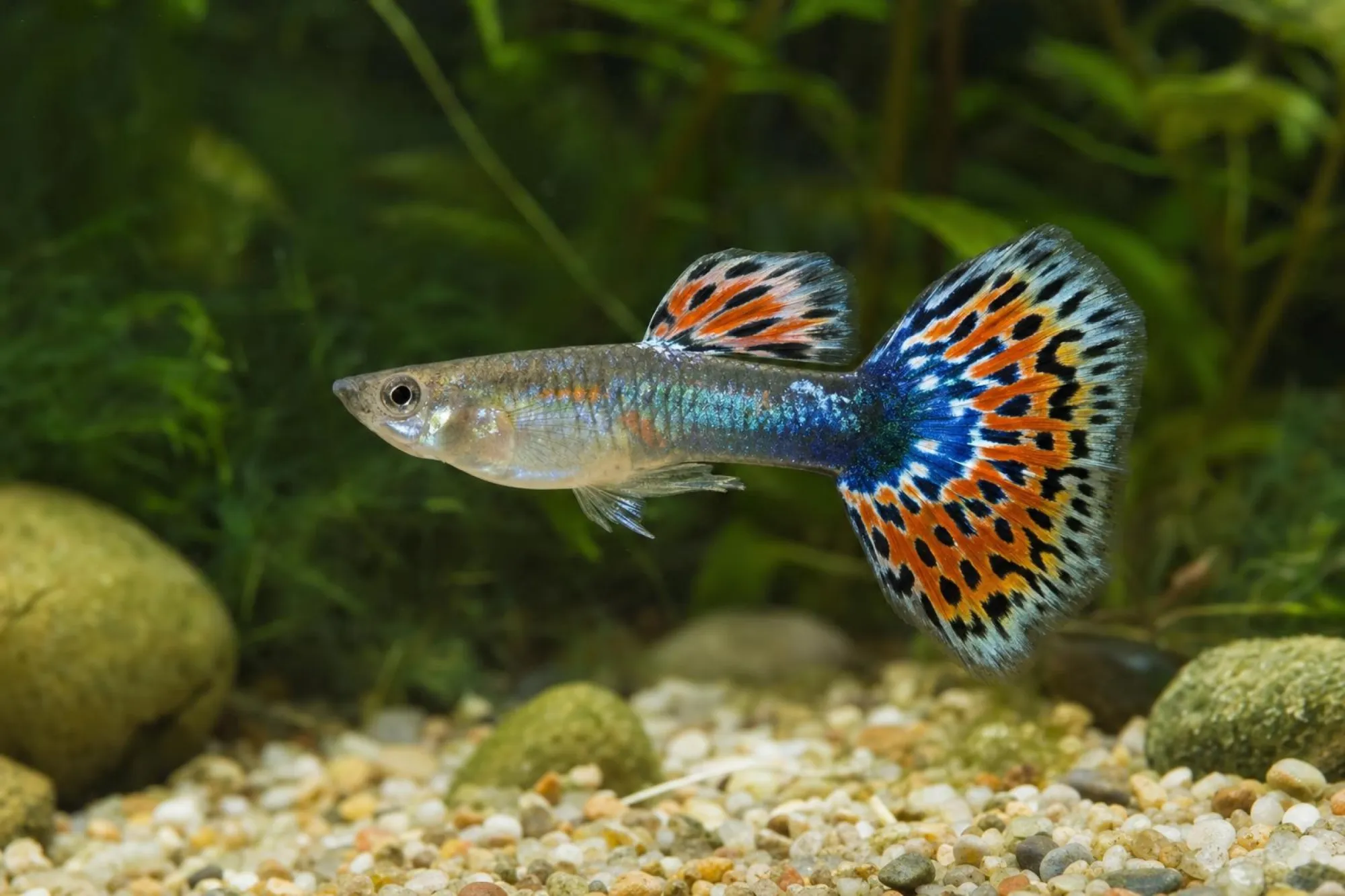Multicolor-Guppy, Männchen, Poecilia reticulata