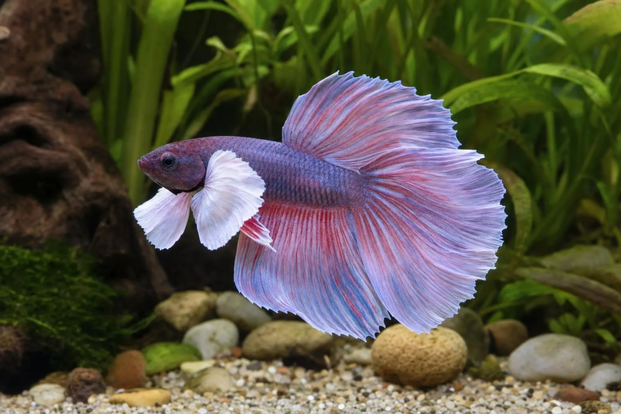 Siamesischer Kampffisch „Dumbo Ear“, Weibchen, Betta splendens