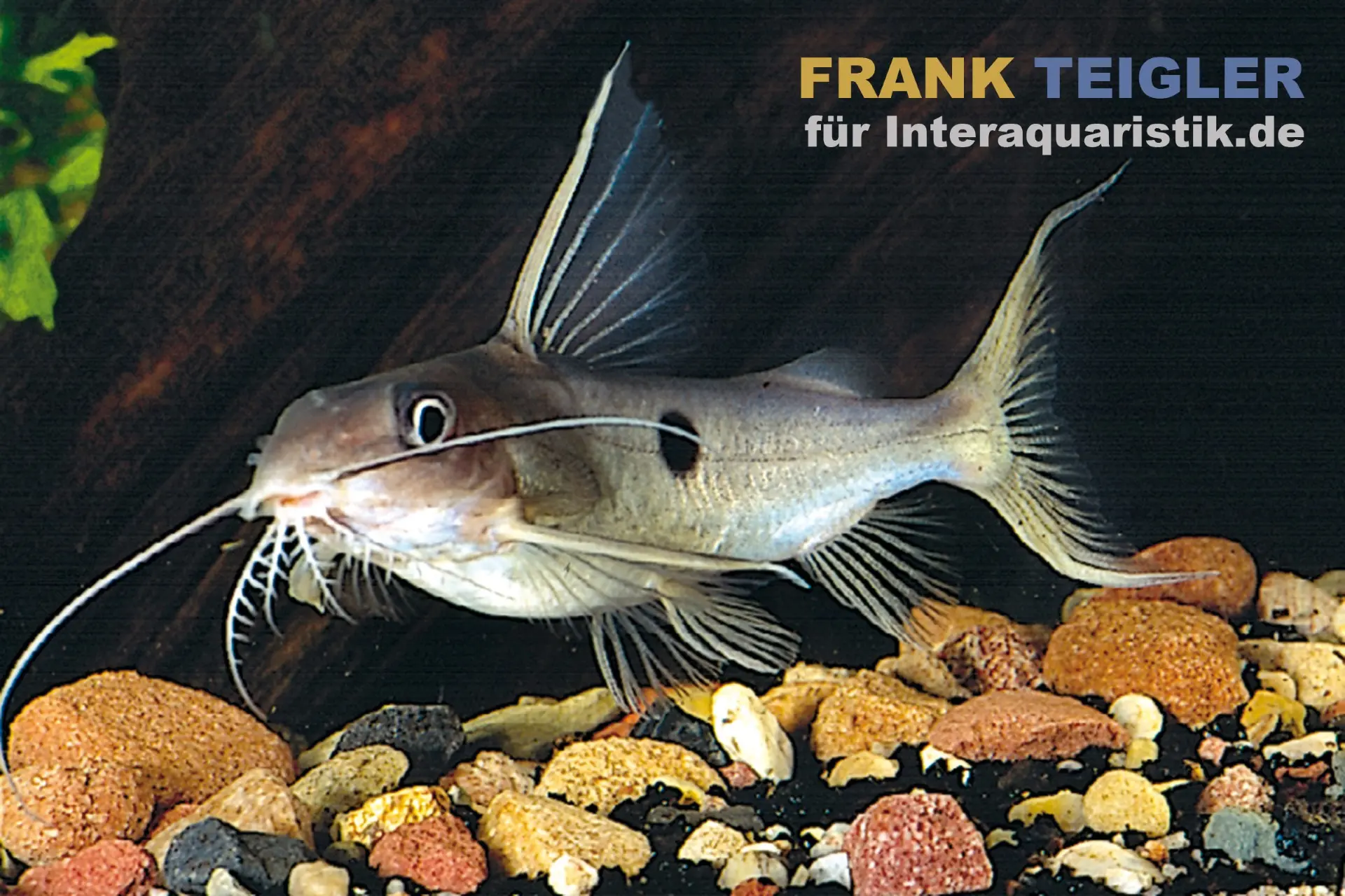 Einpunkt-Fiederbartwels, Synodontis notatus 1 Spot, 6-7 cm
