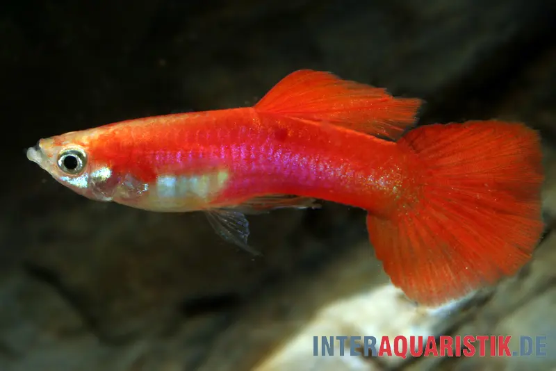 Guppy blond-rot, Poecilia reticulata, paarweise
