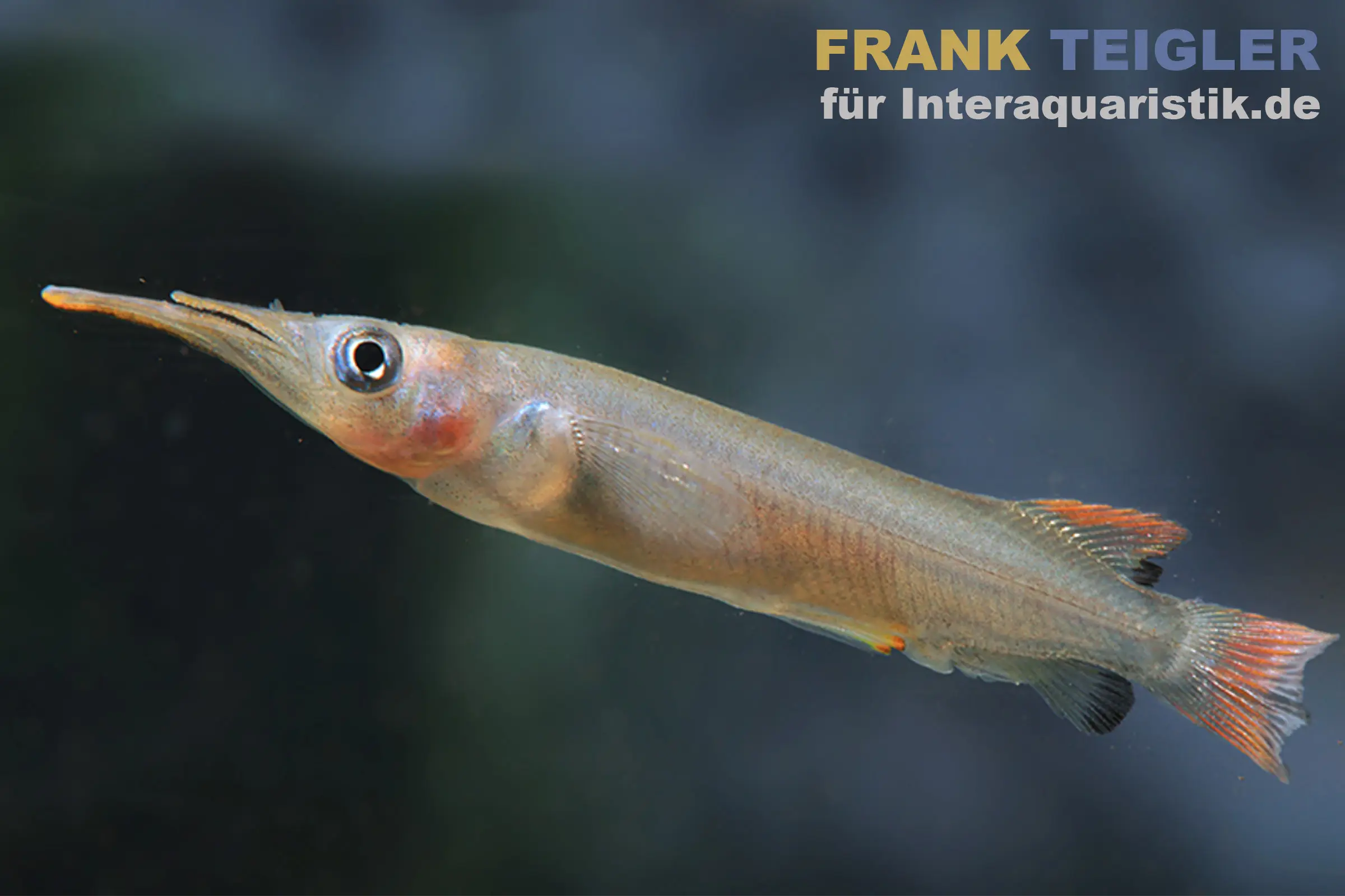 Kolonodale-Halbschnabelhecht, Nomorhamphus cf. kolonodalensis