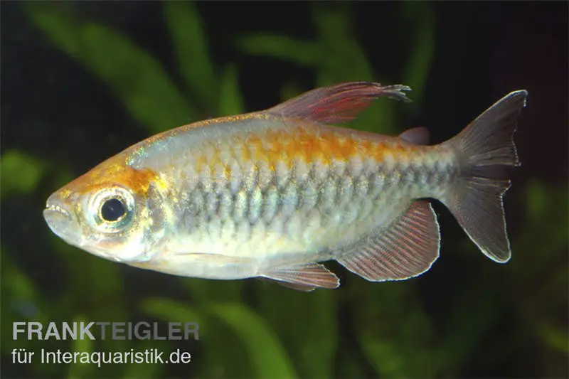 Blauer Kongosalmler, Phenacogrammus interruptus, ca. 4,0-5,0 cm