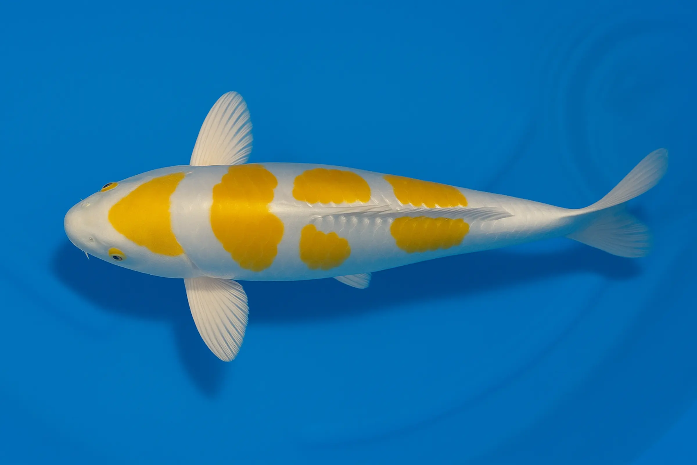 Japan Koi Tanaka Tosai Doitsu Hariwake, Cyprinus carpio, 15-18 cm