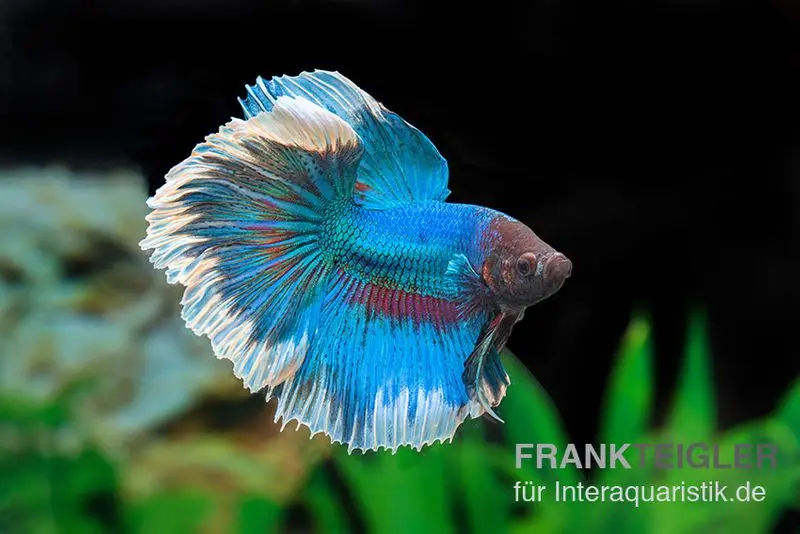 Halfmoon Kampffisch Butterfly, Mix, Männchen, Betta splendens