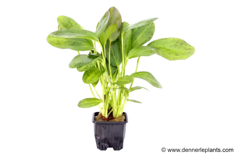 Ozelot-Schwertpflanze, Echinodorus sp.Ozelot, XL Pflanze