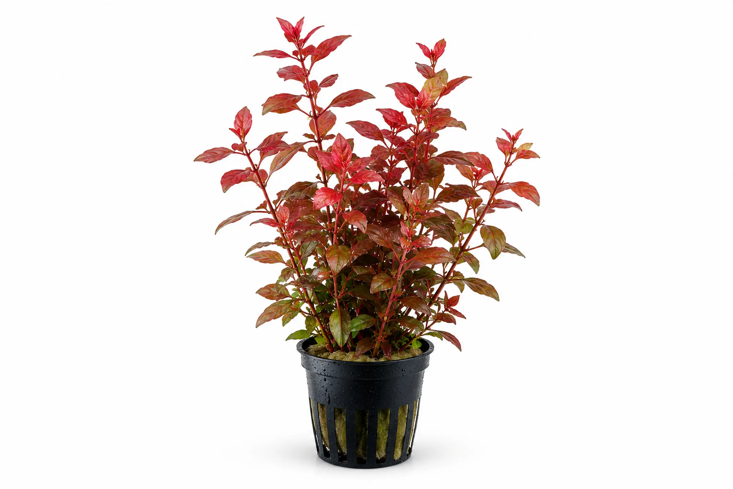 Rote Ludwigia Super Red im schwarzen Pflanzentopf vor weißem Hintergrund.