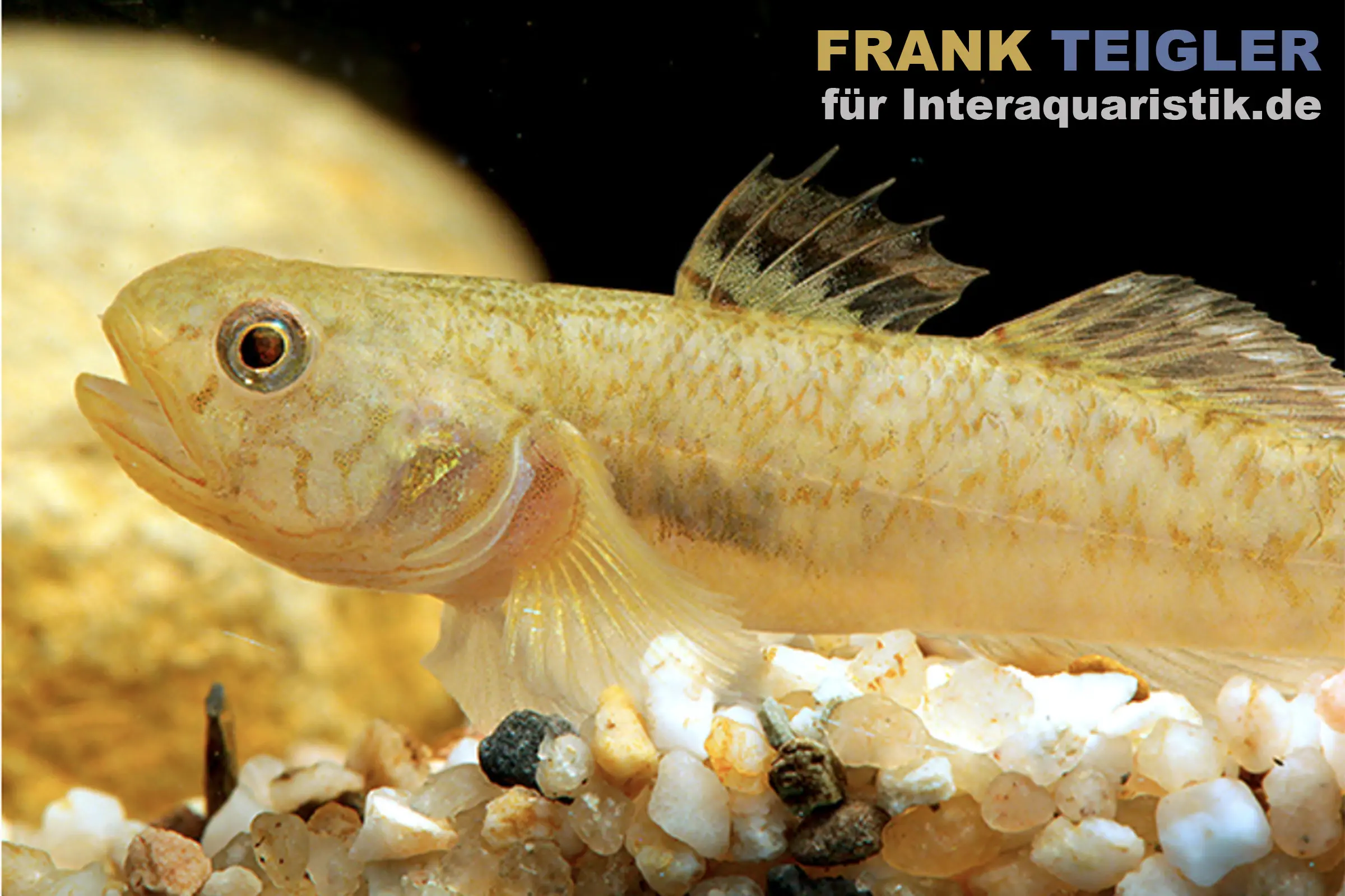 Schleimhaut-Grundel, Mugilogobius myxodermus, 3-5 cm