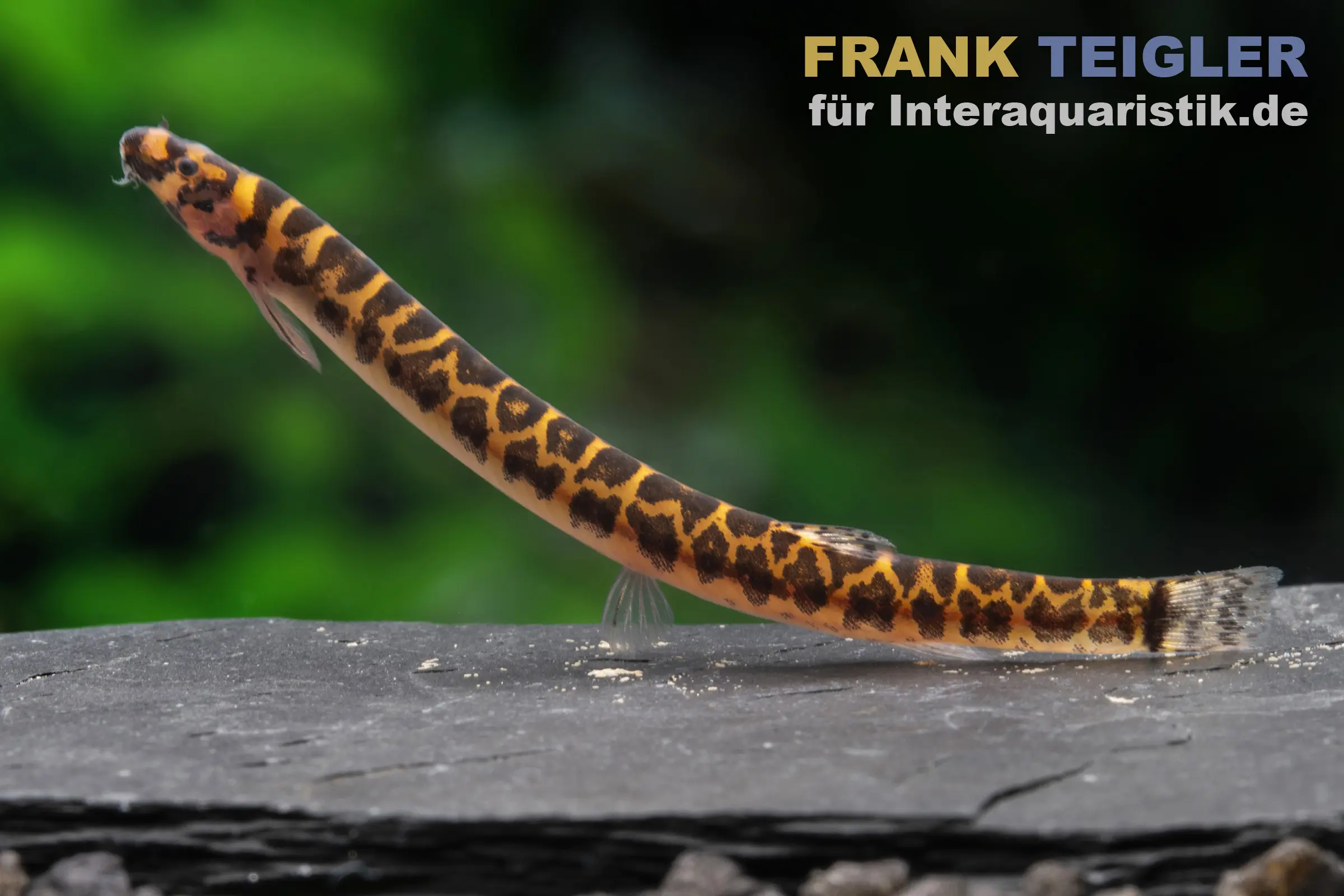 Muränen-Dornauge, Pangio muraeniformis