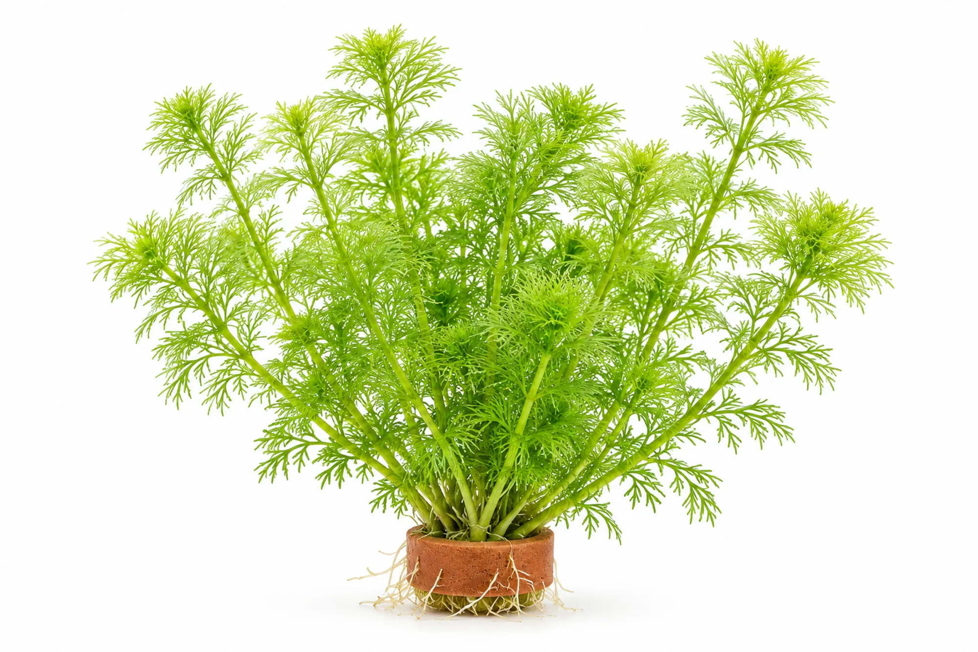 Kleine Ambulia Limnophila sessiliflora mit feinen grünen Blattquirlen als Bund mit Terrakottaring vor weißem Hintergrund.