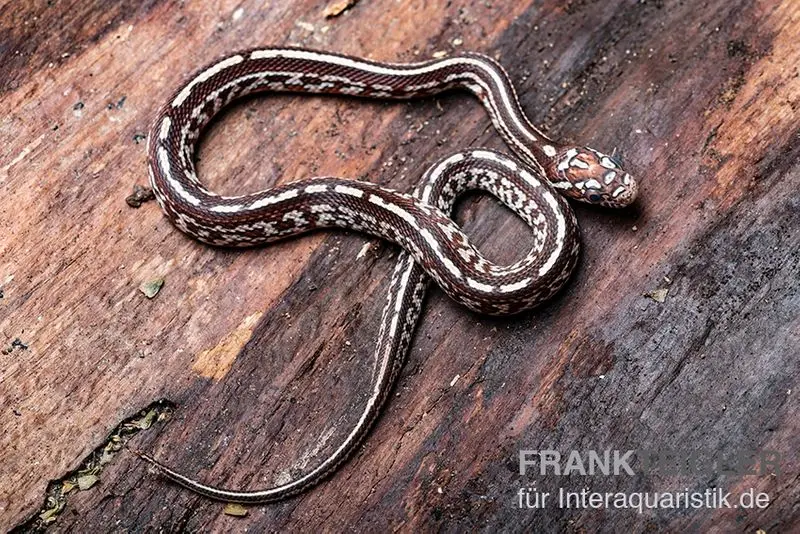 Kornnatter, Pantherophis guttatus TESSARA