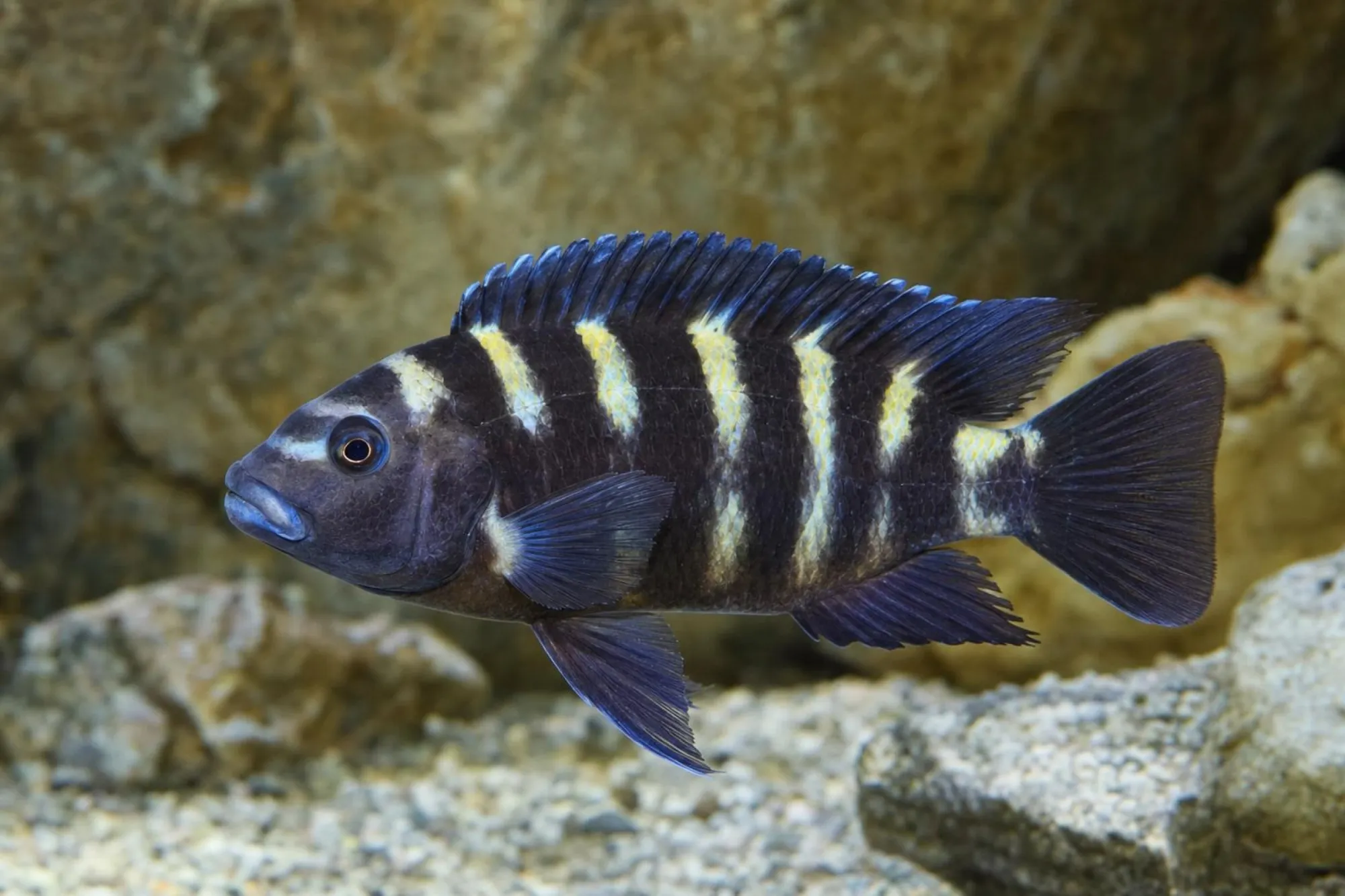 Chamäleon-Maulbrüter „Nakantenga“, Pseudotropheus crabro, ca. 4,0-5,0 cm