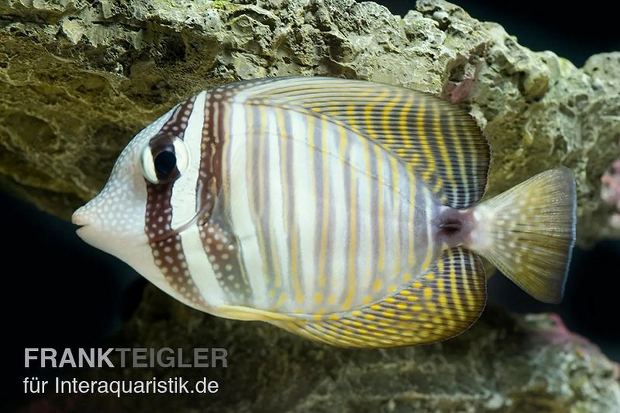 Indischer Segelflossendoktor, Zebrasoma desjardinii, ca. 6,0-8,0 cm