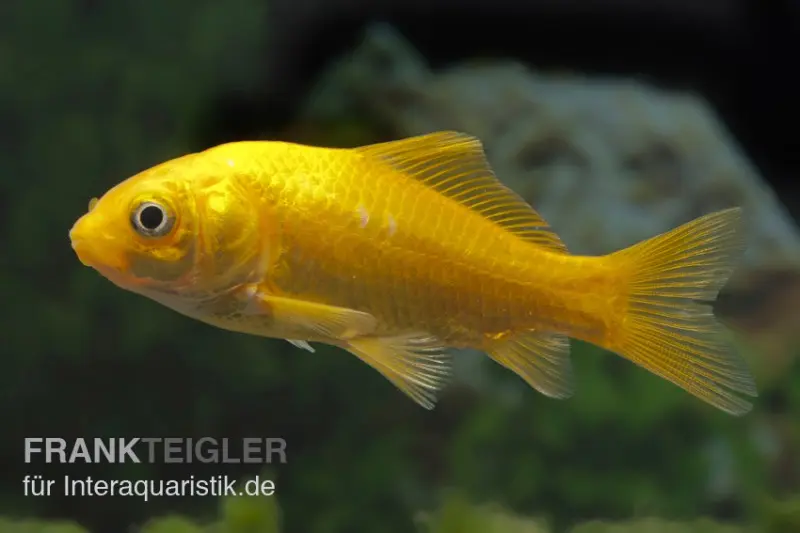 Goldfisch Gelb, Carassius auratus (Kaltwasser), verschiedene Größen