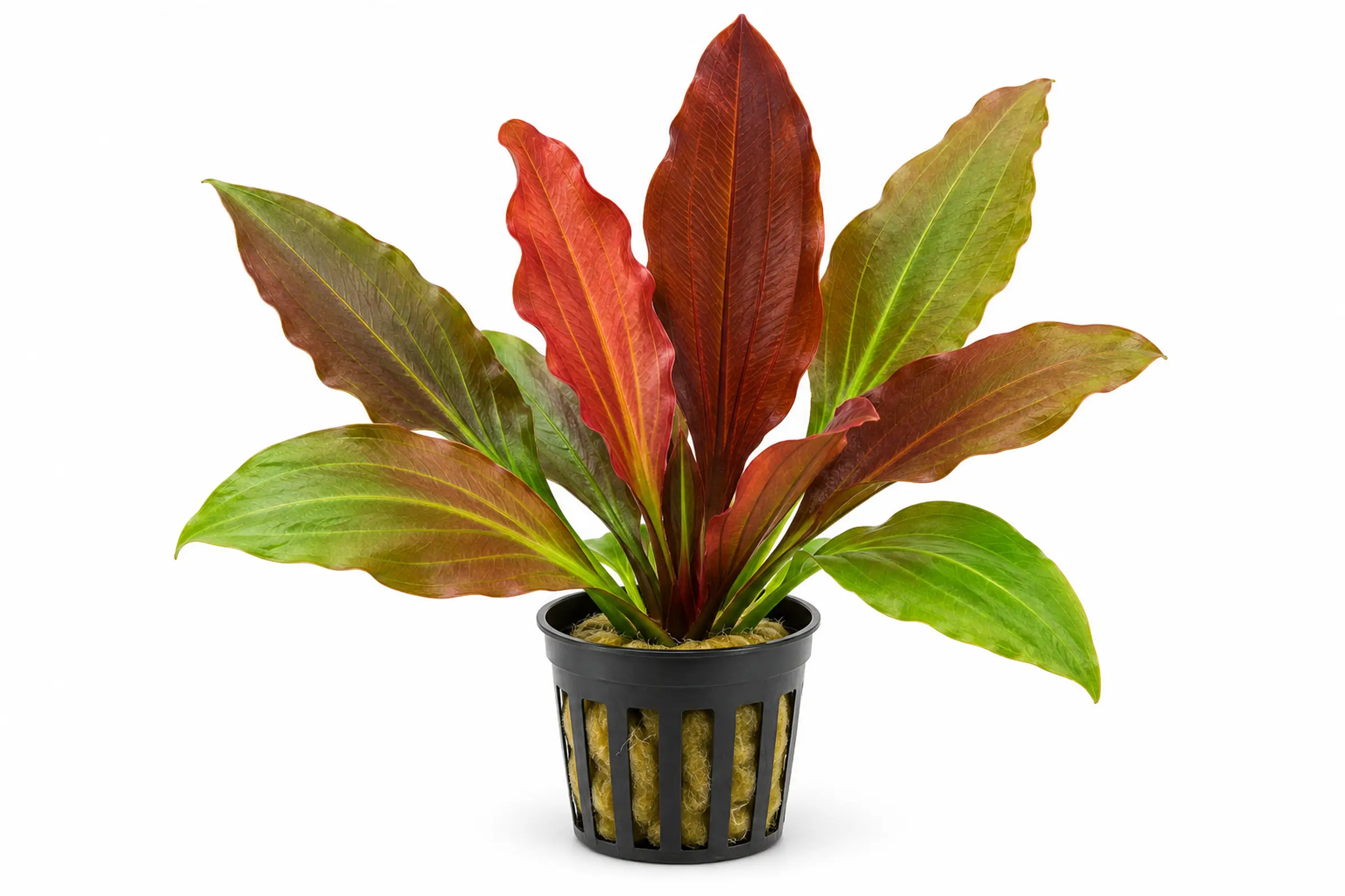Indianer-Schwertpflanze, Echinodorus "Indian Red", im Topf