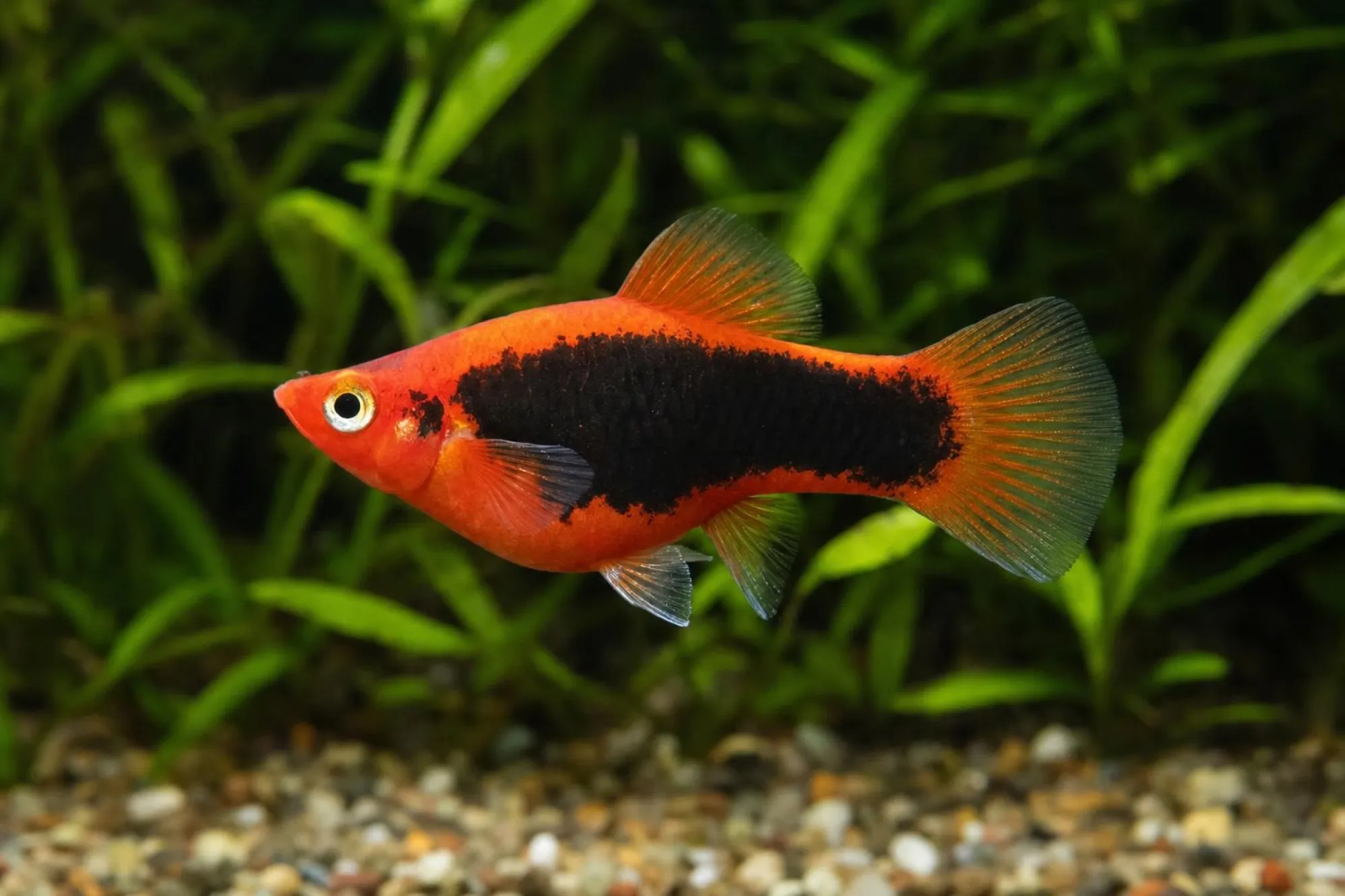 Roter Tuxedo-Platy, Xiphophorus maculatus